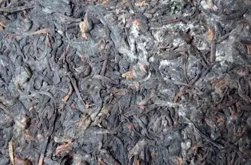 普洱茶泡了之后有霉味怎么辦？