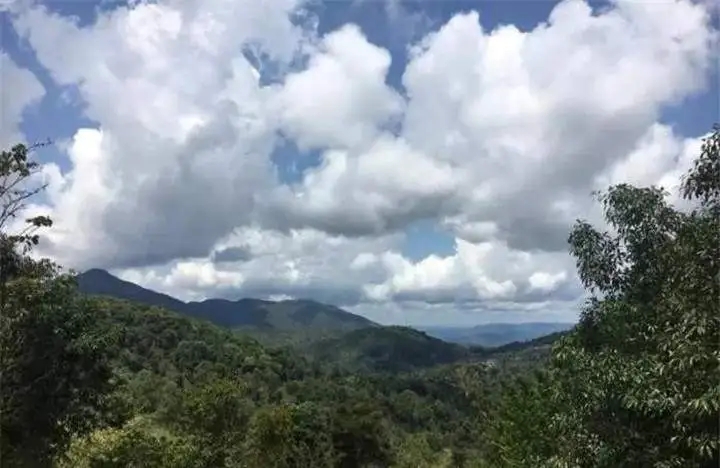 喝普洱茶的人為什么喜歡追山頭？無非就是這幾個(gè)原因