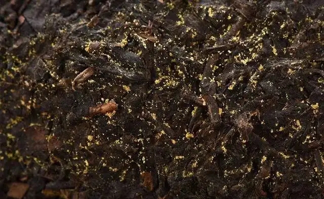 普洱茶的金花怎么鑒別？