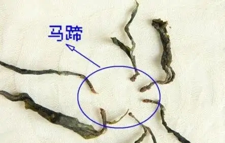 馬蹄竟然還能喝？普洱茶里的馬蹄你有了解過嗎？