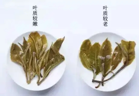 生普？熟普？如何挑選一款普洱茶？