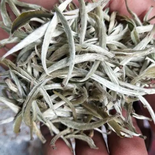 遇見(jiàn)月光白之美，存放四年云南古樹(shù)白茶