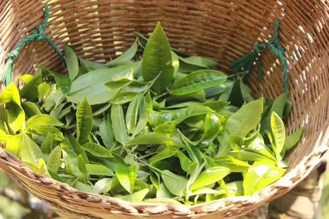 普洱茶3大核心產(chǎn)區(qū)，請好好收藏！