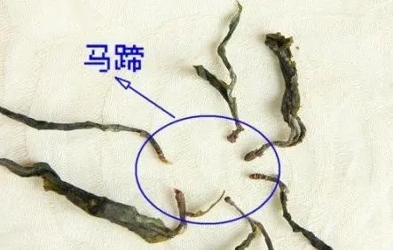 馬蹄竟然還能喝？普洱茶里的馬蹄你有了解過嗎？