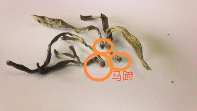 “馬蹄?！倍嗌俑竟?jié)有關系？