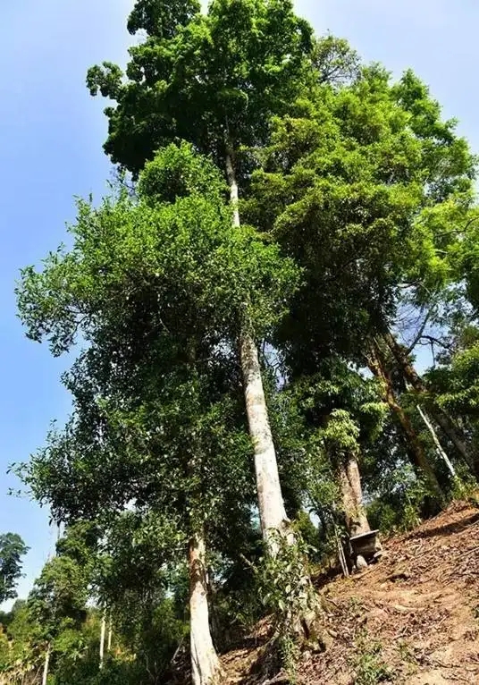 普洱茶概念中的“國有林”、“高桿古樹”是怎么樣的存在？