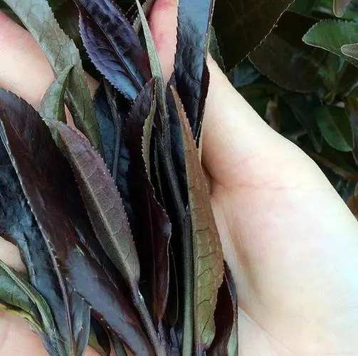 普洱茶中有一種叫“紫芽茶”的是怎么回事？