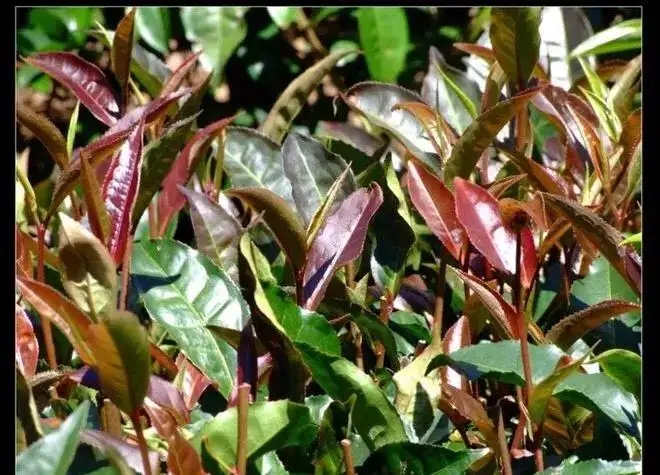 紫芽普洱茶真的都很珍貴嗎？這篇文章說到你心坎上了