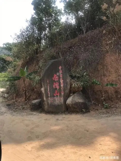 古茶第一村”，你見過這樣的茶樹嗎？