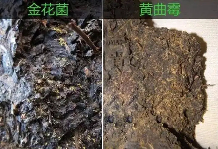從普洱茶致癌論說開，再談普洱茶與黃曲霉毒素的關(guān)系。