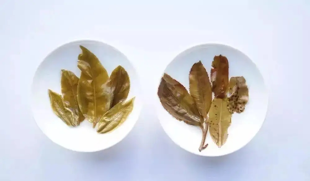 普洱茶的九種山寨版本，喜歡普洱茶的一定要看