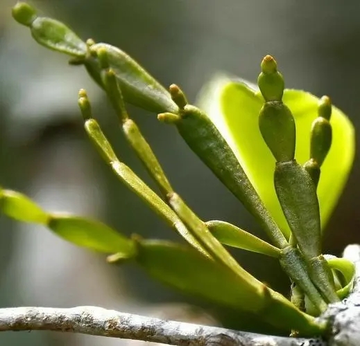 “螃蟹腳”是什么？
