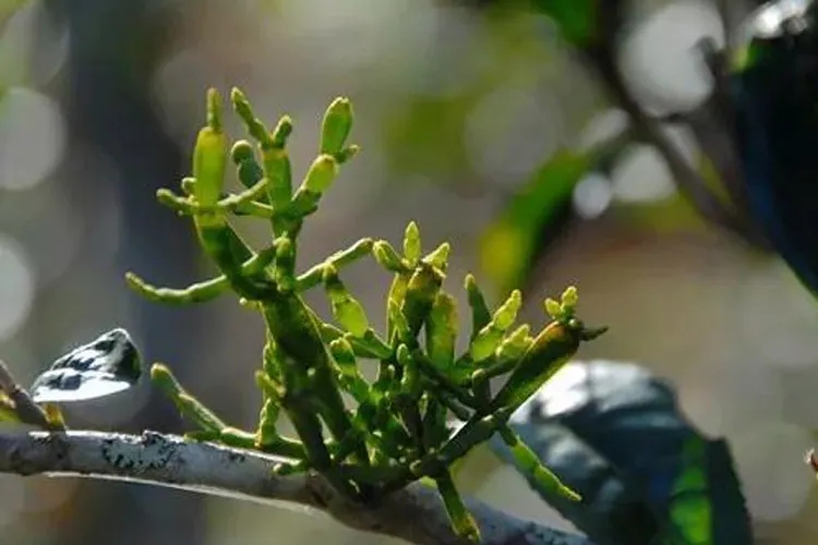 什么是螃蟹腳？茶界的螃蟹腳可能和你想的不一樣！