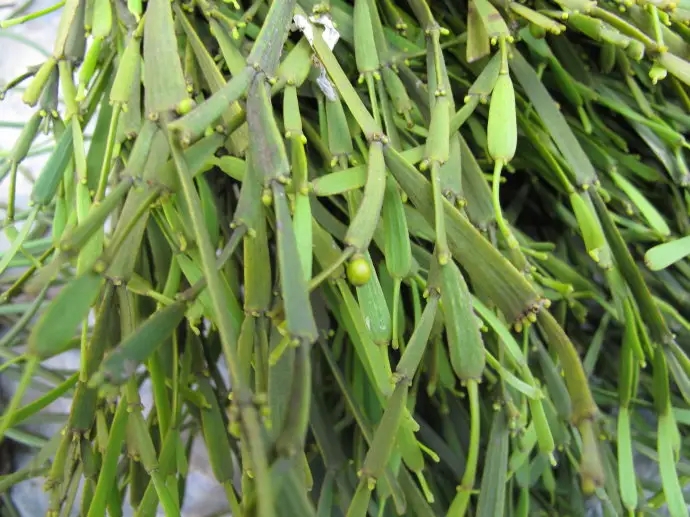 普洱茶中的“螃蟹腳”，到底是什么？如何辨別？