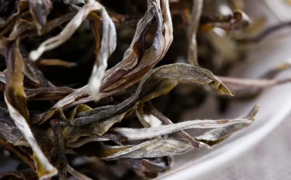 普洱茶樹(shù)生長(zhǎng)的海拔越高，品質(zhì)就越好嗎？