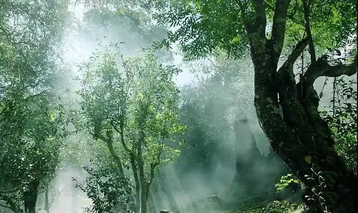 獨有神韻的瀾滄景邁古樹茶！