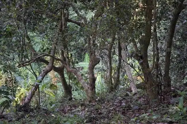 一山一味，山頭茶存在的意義究竟是什么？