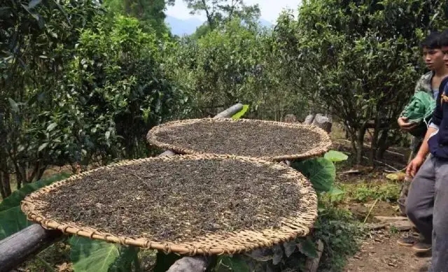 顛覆認知！普洱茶的傳統(tǒng)工藝究竟是什么？