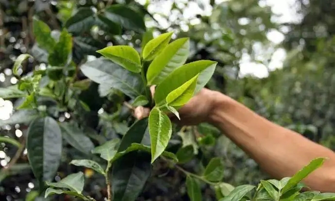 云南大葉種和小葉種是一個(gè)品種嗎？?jī)烧哂泻蝺?yōu)勢(shì)？