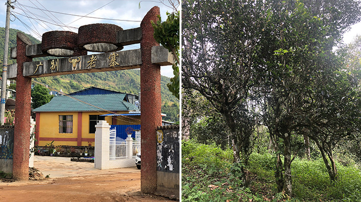 2023年廣別老寨古樹春茶多少錢一公斤？