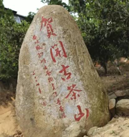 2023年賀開古樹春茶品質(zhì)如何？