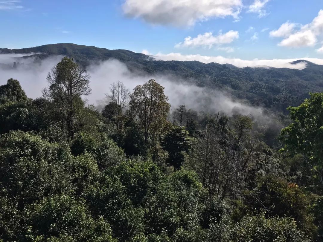 2023年賀開(kāi)古樹(shù)春茶特點(diǎn)是什么？