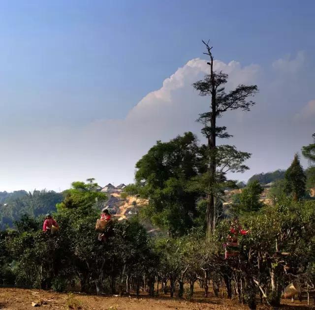 2023年賀開古樹春茶多少錢一公斤？