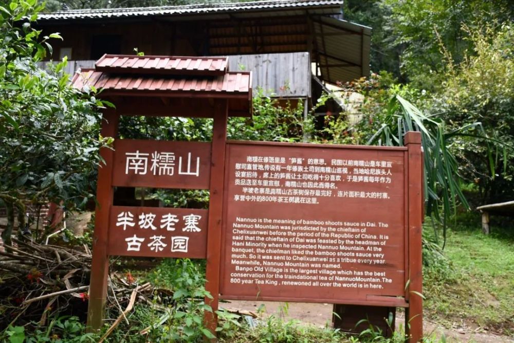 2023年半坡老寨古樹春茶口感是什么？