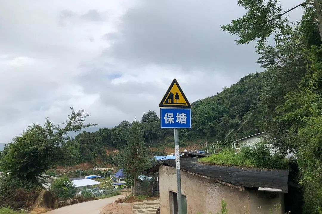 2023年保塘老寨古樹春茶特點(diǎn)是什么？