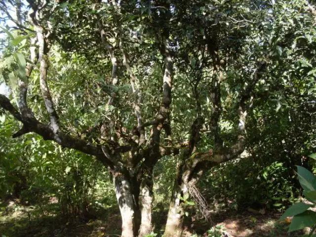 2023年保塘老寨古樹春茶多少錢一公斤？