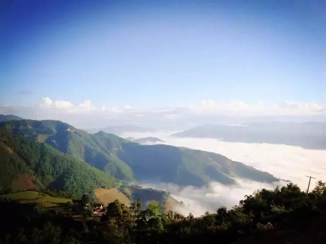 2023邦崴古樹春茶特點是什么？