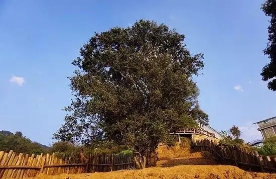 2023年邦崴古樹春茶價格多少？