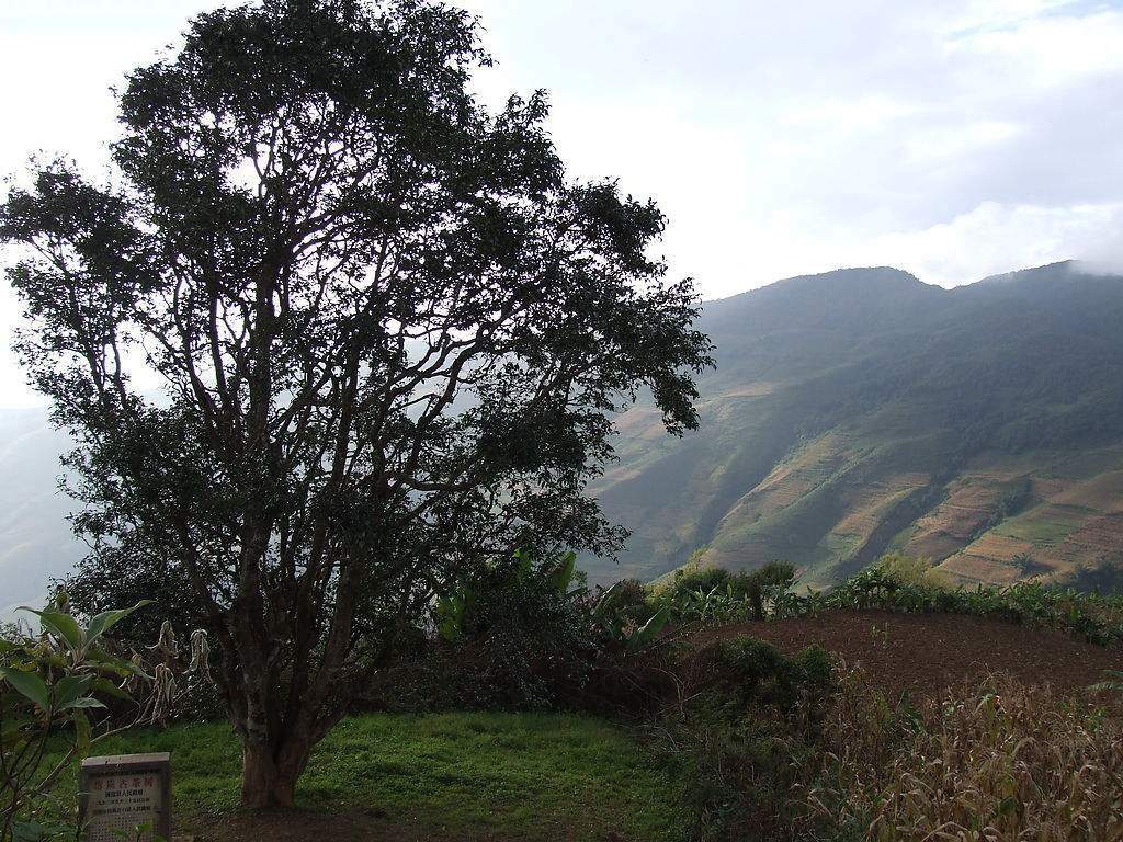 2023年邦崴古樹(shù)春茶多少錢(qián)一公斤？