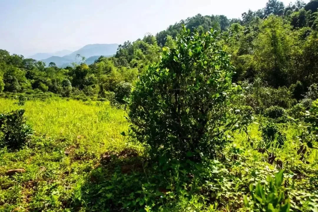 2023年迷帝古樹春茶特點是什么？