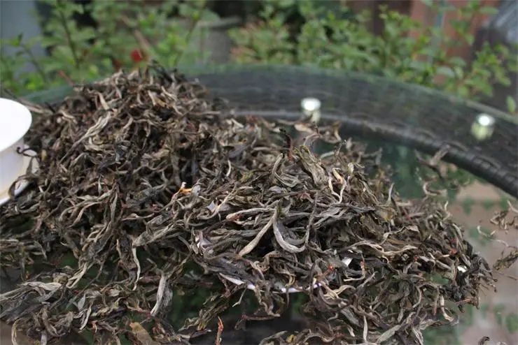 2023冰島古樹春茶品質(zhì)如何？