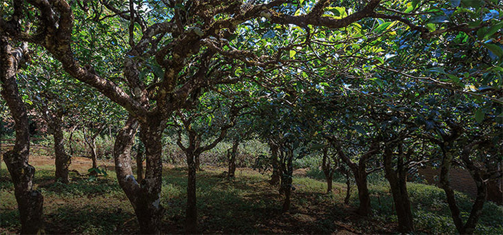 2023年小戶賽古樹(shù)春茶品質(zhì)怎么樣？