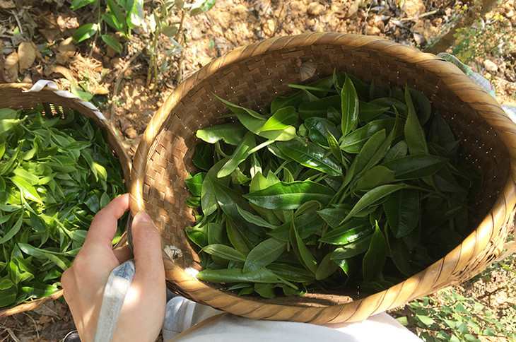 2023小戶賽古樹春茶價格是多少？