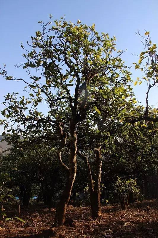 2023年小戶賽古樹(shù)春茶多少錢一公斤？