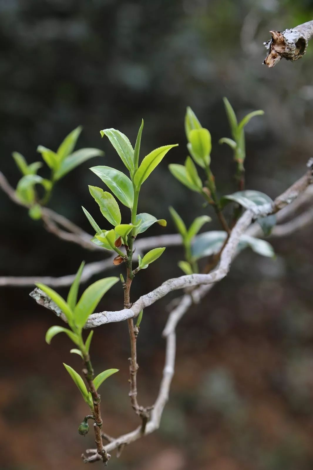 2023年昔歸古樹春茶特點是什么？