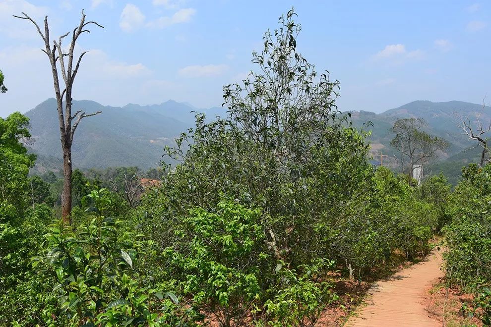 2023年邦東古樹春茶價格是多少？