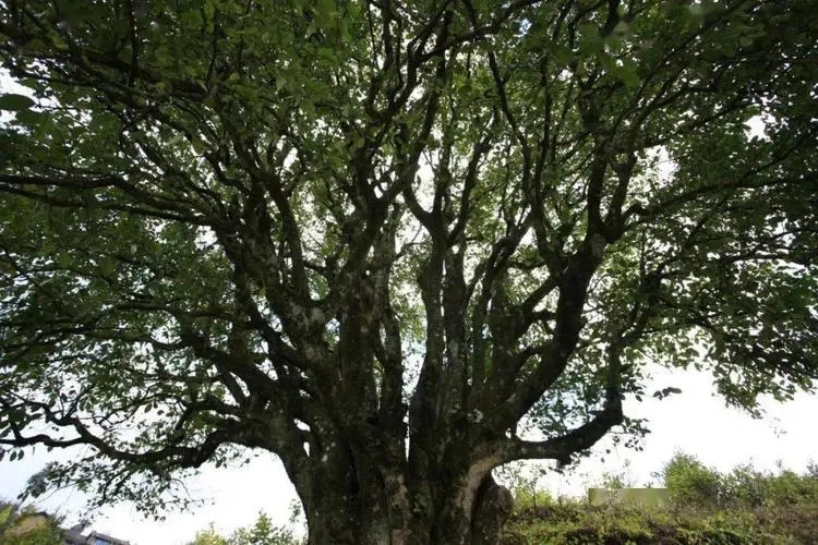 2023年香竹箐古樹春茶品質(zhì)怎么樣？