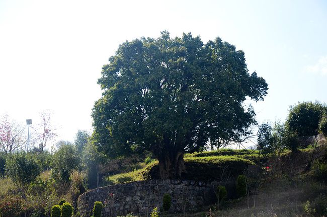 2023年香竹箐古樹春茶特點是什么？