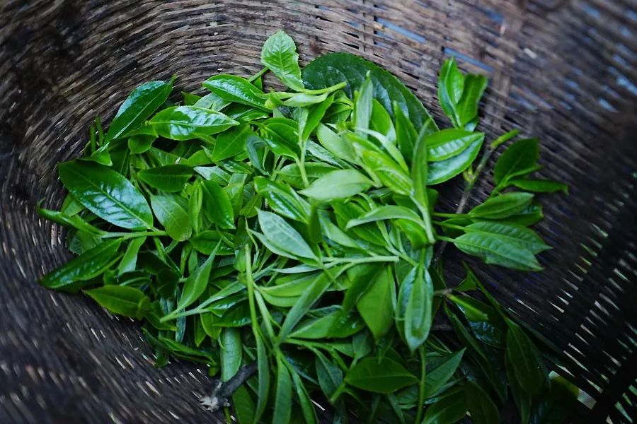 2023年香竹箐古樹春茶多少一公斤？