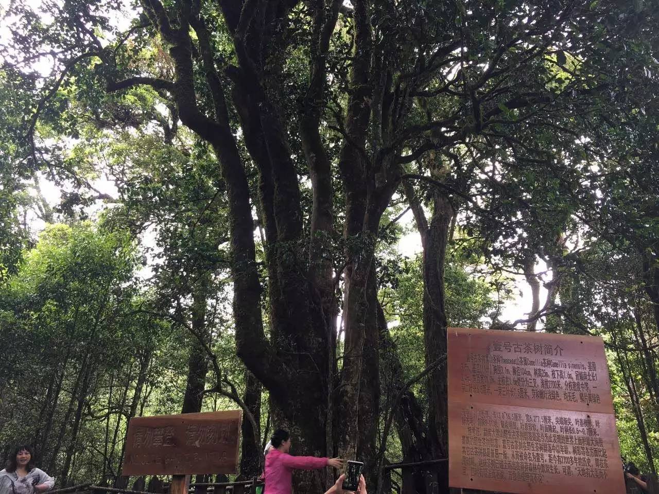 2023年大雪山古樹(shù)春茶品質(zhì)怎么樣？