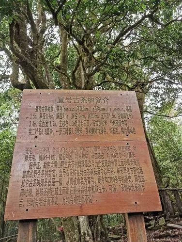 2023年大雪山古樹春茶特點(diǎn)是什么？