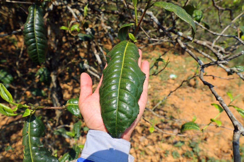 2023年忙肺古樹春茶品質(zhì)怎么樣？