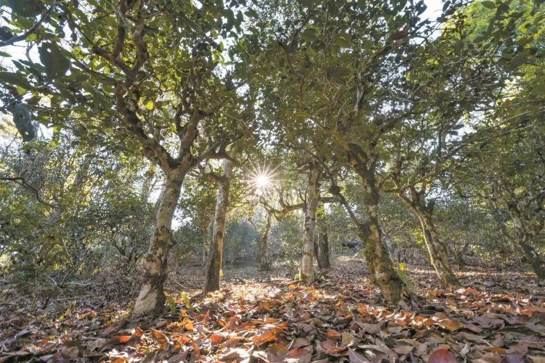 2023年忙肺古樹春茶特點(diǎn)是什么？