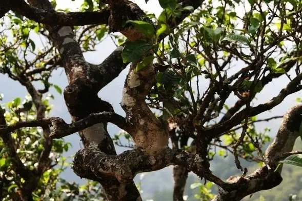 2023年忙肺古樹春茶價格是多少？