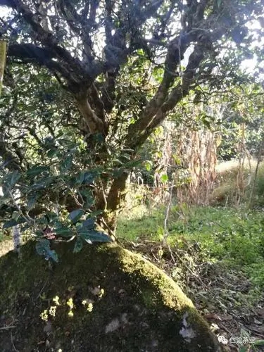 2023年那罕古樹春茶口感怎么樣？