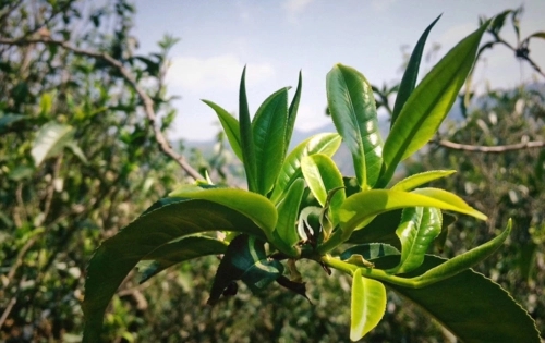 2023年小戶賽古樹(shù)春茶品質(zhì)怎么樣？